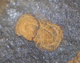 Trilobiten - Sonstige - Geragnostus occitanus HOWELL 1935